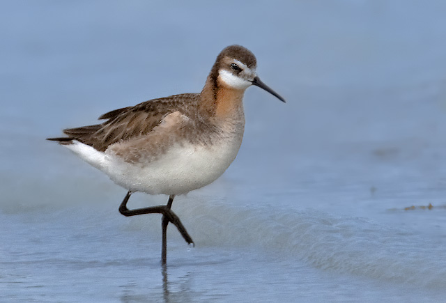 Wilson's Phalarope