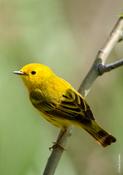 Yellow Warbler