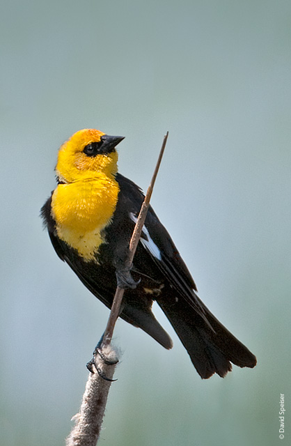 Yellow-headed Blackbird