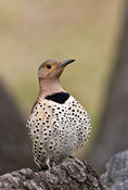 Northern Flicker