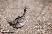 Sharp-tailed Grouse