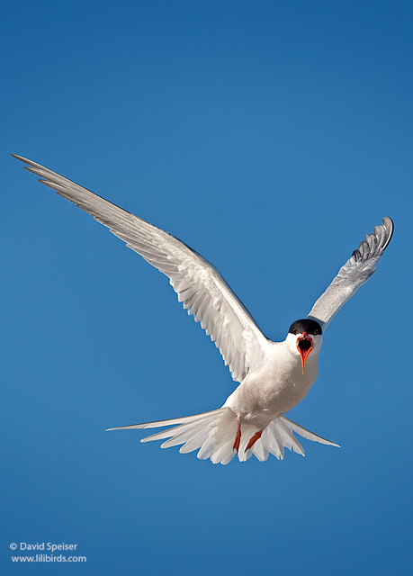 Common Tern