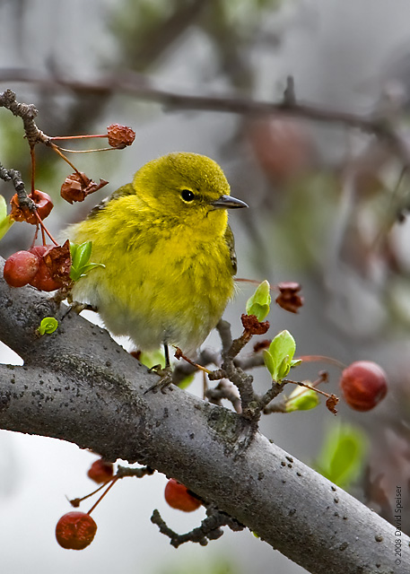 Pine Warbler