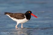 American Oystercatcher