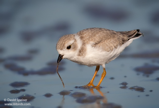 Piping Plover (Juvenile)