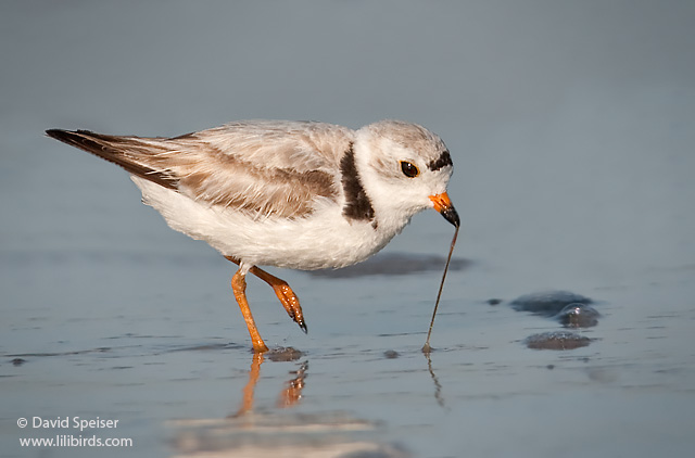 Piping Plover