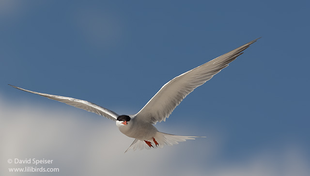 Common Tern