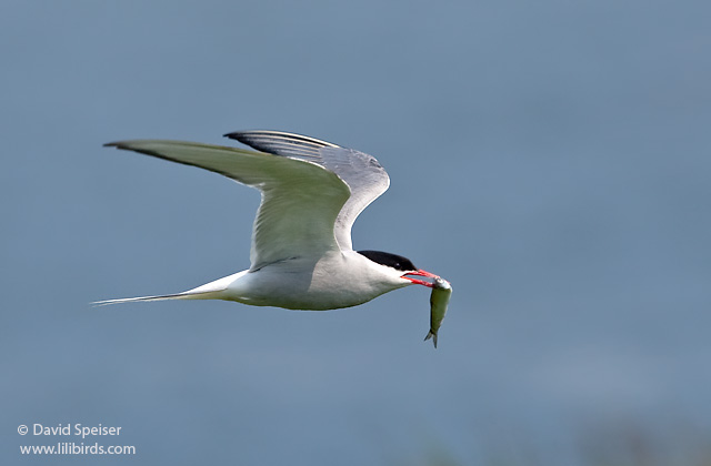 Arctic Tern