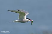 Arctic Tern