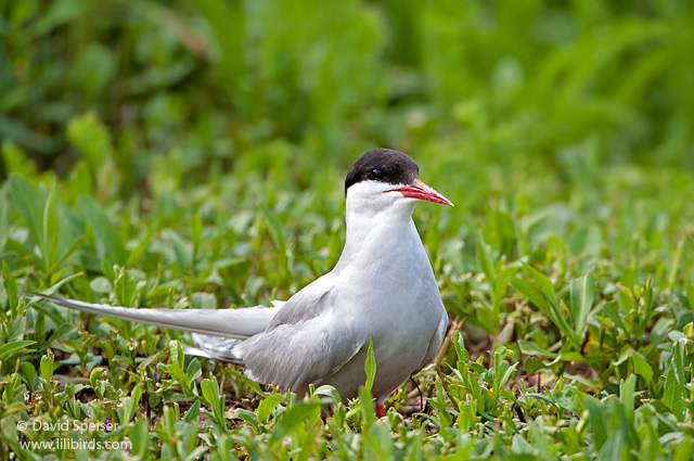 Arctic Tern