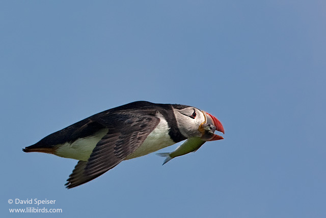 Atlantic Puffin