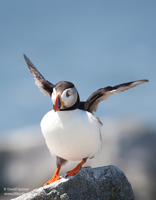 Atlantic Puffin