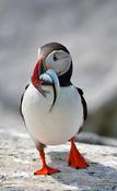 Atlantic Puffin