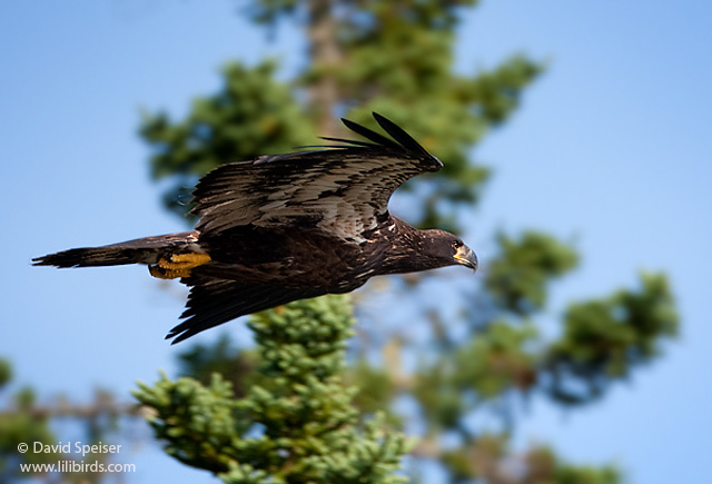 Bald Eagle (Juvenile)