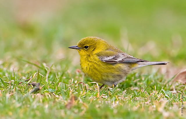 Pine Warbler