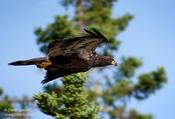 Bald Eagle (Juvenile)