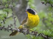 Common Yellowthroat