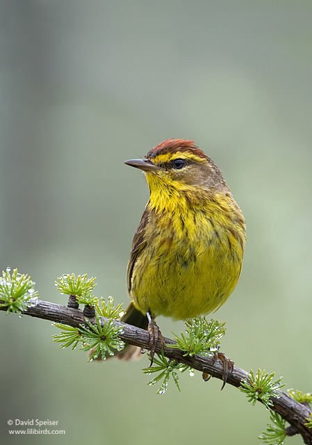 Palm Warbler