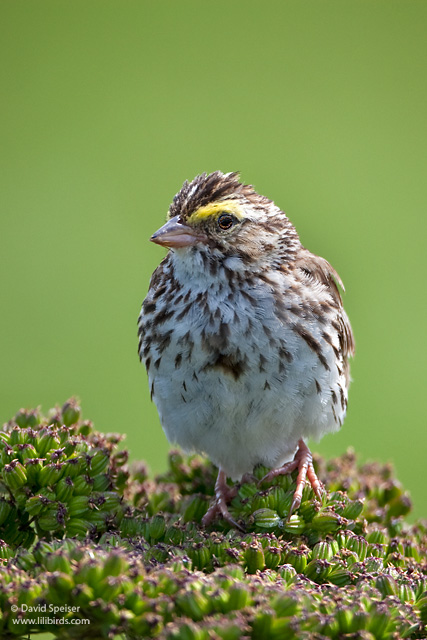 Savannah Sparrow