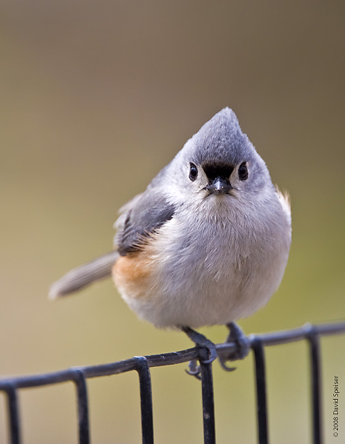 Tufted Titmouse