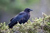 American Crow