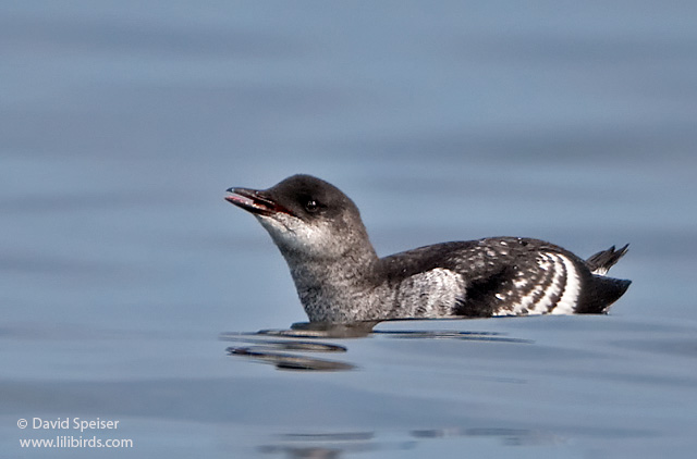 Black Guillemot