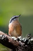 Red-breasted Nuthatch