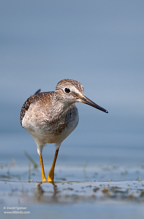 Lesser Yellowlegs