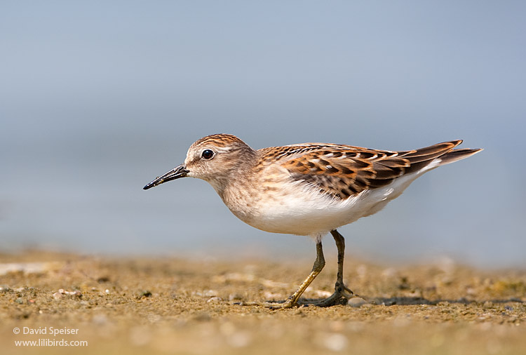 Least Sandpiper