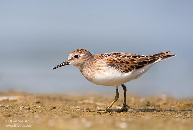 Least Sandpiper