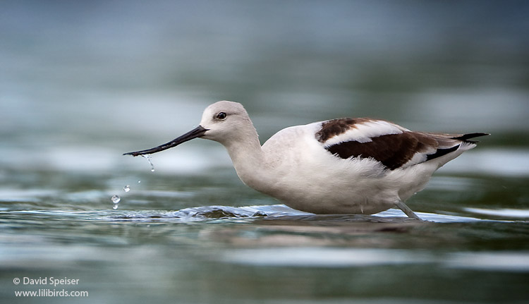 American Avocet