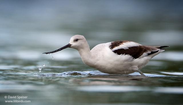 American Avocet