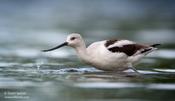 American Avocet