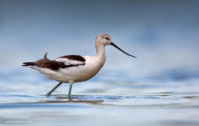 American Avocet