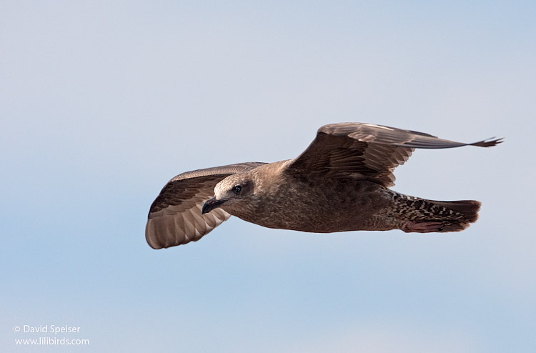 herring gull 1.jpg