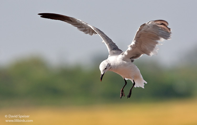 laughing gull 1.jpg