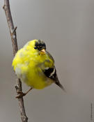 American Goldfinch