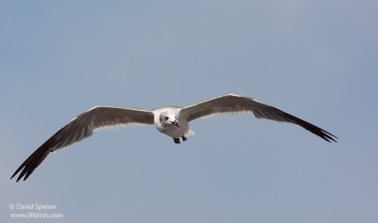 laughing gull 2.jpg