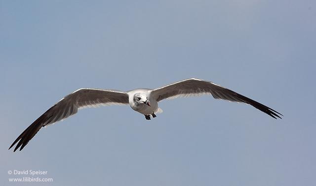 laughing gull 2.jpg