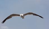 laughing gull 2.jpg