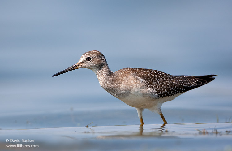 Lesser Yellowlegs