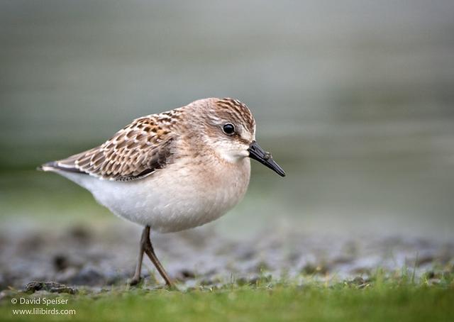 Semipalmated Sandpiper