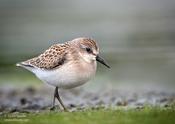 Semipalmated Sandpiper