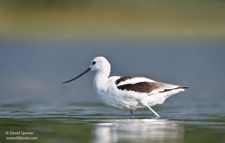 American Avocet