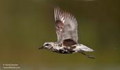 Black-bellied Plover