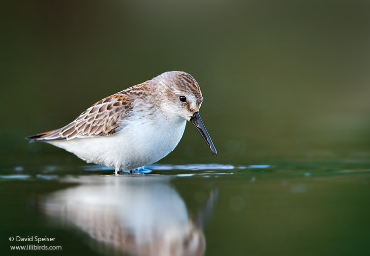 Western Sandpiper