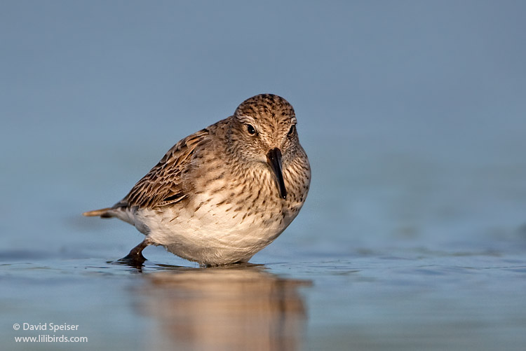 White-rumped Sandpiper