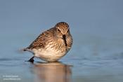 White-rumped Sandpiper