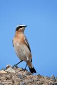 Northern Wheatear