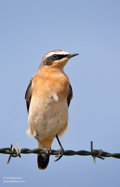 Northern Wheatear